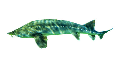 Green sturgeon isolated on white