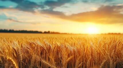 Naklejka premium A peaceful rural landscape with golden fields of wheat swaying gently in the breeze, illuminated by the last rays of sunlight during golden hour