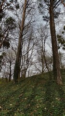 autumn in the forest