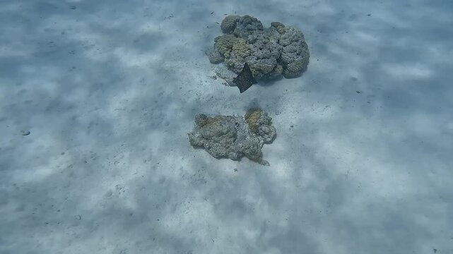Distant view from the surface of a leopard ray swimming gracefully over white sand in a tropical lagoon. Check my portfolio for more leopard ray footage.