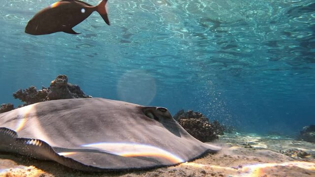 A detailed view of the venomous spines on the tail of a stingray reveals the sharp, barbed structure that serves as its primary defense mechanism. Check my portfolio for similar footage.