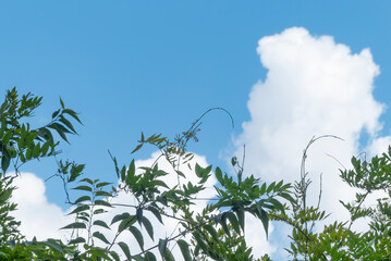 青空と草木が描く風景　テキストベース