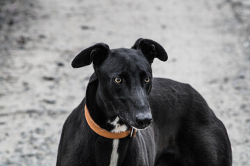 Cauquenes, Chile - October 9, 2024: English greyhound dog, ready for the race.