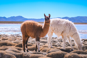 llama in the mountains © JooLuiz