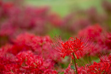 雨に濡れた彼岸花