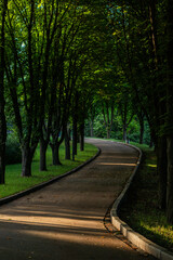 A winding asphalt path surrounded by tall, lush green trees in a serene park, with dappled sunlight filtering through the leaves, casting shadows on the ground.  
