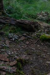Close-up of a forest floor with natural debris, including bark, moss, and rocks, showing a rugged, textured surface in geodesic dome.
