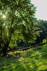 Sunlight filtering through the lush green foliage of a large tree on a hillside in a serene park, creating a peaceful and inviting atmosphere for nature walks.
