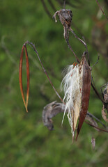 Seed pods and seeds of Hemp Dogbane (Apocynum cannabinum) plants in autumn.  Silky white hairs are attached to the seeds, which allow them to be spread by the wind. 