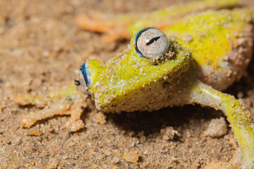 Portrait of a green frog on the ground. Boana cinerascens
