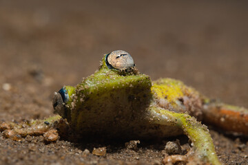 Portrait of a green frog on the ground. Boana cinerascens