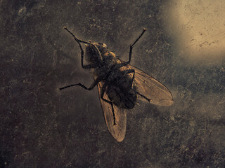 Horror fly dark