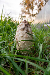 Mushroom herringbone in the grass