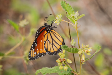 Mariposa libando