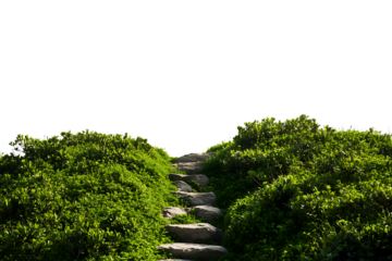 A path in the grass with a tree branch isolated on a transparent background