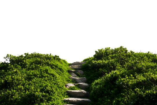 A path in the grass with a tree branch isolated on a transparent background