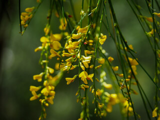 bright yellow flowers hanging from the branch in nature closeup 
