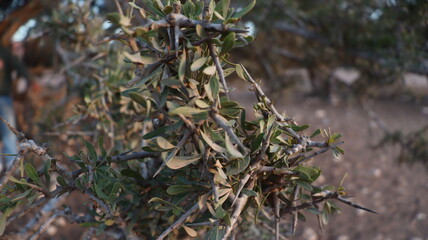 Argan Tree in Moroccan Landscape with Rough Bark and Arid Environment, Essential for Argan Oil Production, Argan Skincare, Argan Hair Oil, Argan Cosmetics, and Organic Argan Benefits