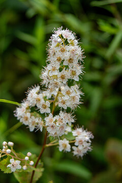 Meadowsweet