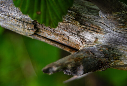 Interesting stick