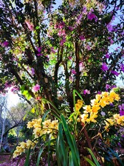 Obraz premium flowers in the park