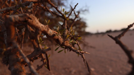 Argan Tree in Moroccan Landscape with Rough Bark and Arid Environment, Essential for Argan Oil Production, Argan Skincare, Argan Hair Oil, Argan Cosmetics, and Organic Argan Benefits