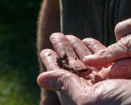 A worm in the hand...
