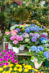 Blooming vibrant hydrangea flowers in garden