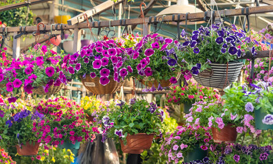 colourful petunia flowers hanging in garden