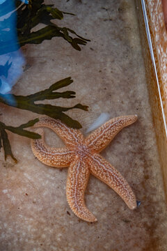 captive seastar