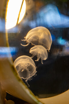 Multiple moon jellies
