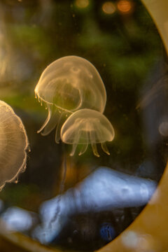 Peaceful moon jellies