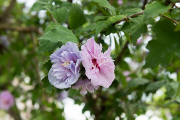 Obraz premium Hibiscus with two different coloured flowers from the same plant