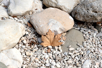 Sycamore leaf over rocks on riverbank