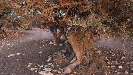 Argan Tree in Moroccan Landscape with Rough Bark and Arid Environment, Essential for Argan Oil Production, Argan Skincare, Argan Hair Oil, Argan Cosmetics, and Organic Argan Benefits