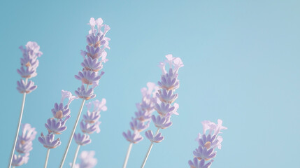 Obraz premium front, horizontal view, a close-up of several lavender flowers set against a background of a clear blue sky in spring