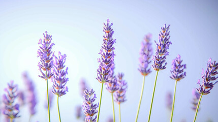 Naklejka premium front, horizontal view, a close-up of several lavender flowers set against a background of a clear blue sky in spring
