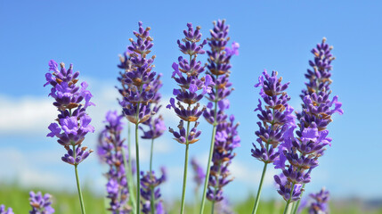 Obraz premium front, horizontal view, a close-up of several lavender flowers set against a background of a clear blue sky in spring