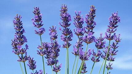 Obraz premium front, horizontal view, a close-up of several lavender flowers set against a background of a clear blue sky in spring