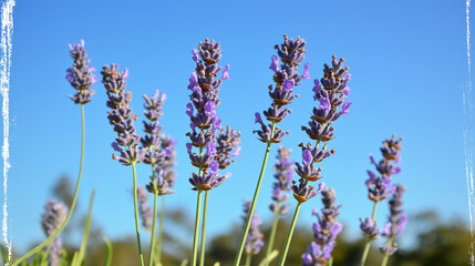 a close-up of several lavender flowers set against a background of a clear blue sky