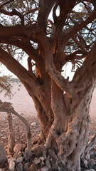 Obraz premium Argan Tree in Moroccan Landscape with Rough Bark and Arid Environment, Essential for Argan Oil Production, Argan Skincare, Argan Hair Oil, Argan Cosmetics, and Organic Argan Benefits