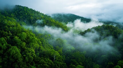 Misty morning in dense forest with mysterious ambiance and foggy weather