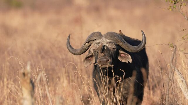 Cape Buffalo or African buffalo (Syncerus caffer) is a large sub-Saharan African bovine. This bull is closely watching me while being bothered by an oxpecker bird eating ticks. Slow motion, 25 percent