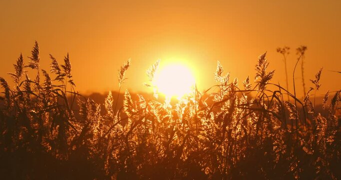 Sunset over golden field, wild fluffy grass in sunlight, nature background, beautiful tranquil landscape scene video