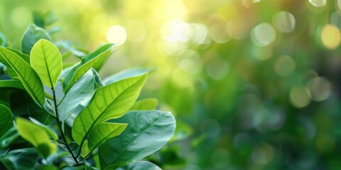 Obraz premium Close-up of green leaves with sunlight in background. Nature and eco-friendly concept.