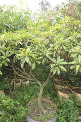 Variegated Dwarf Chico plant seedling