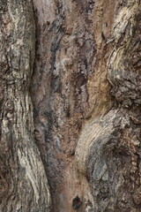natural textured tree bark background