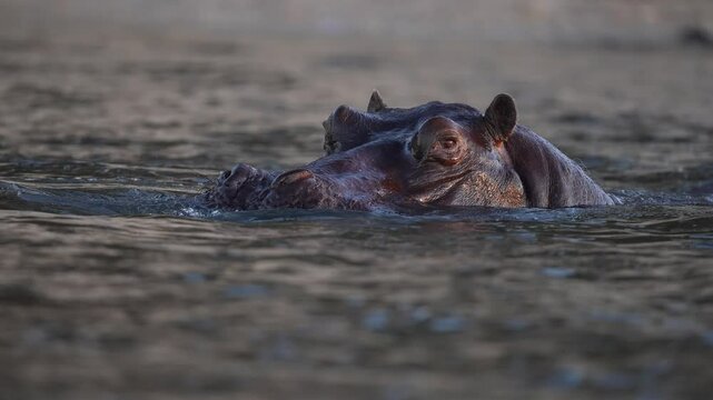 Hippo or Hippopotamus (Hippopotamus amphibius) in an African river showing territorial behavior. Slow motion, 25 percent natural speed.