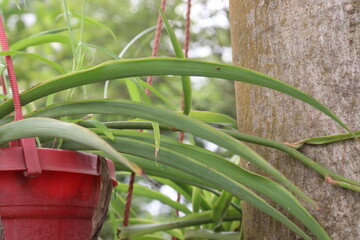 Vanda plant on farm for harvest