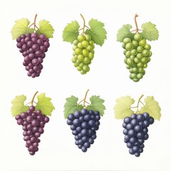 Red  Green and Blue Grapes with Leaves   Wine and Food Illustration